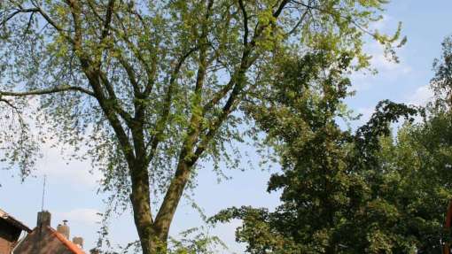 boom rooien in tilburg,  hovenier tilburg en omstreken